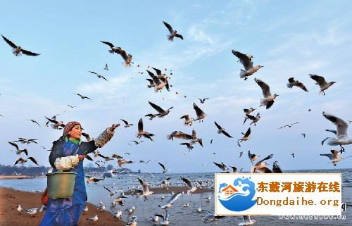 东戴河酒店资讯：北戴河“海鸥妈妈”每天自费喂食千只海鸥